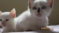 Gatinho