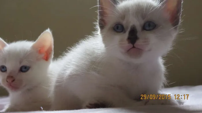 Gato ra a Sem raça definida idade Abaixo de 2 meses nome Gatinho