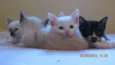 Gatinho