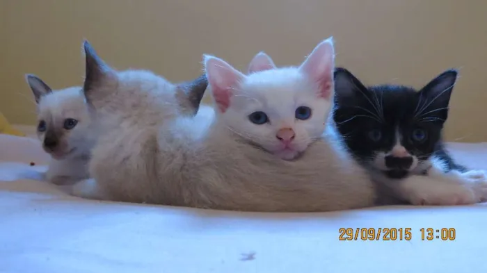 Gato ra a Sem raça definida idade Abaixo de 2 meses nome Gatinho