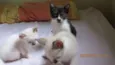 Gatinho