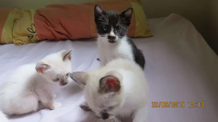 Gato ra a Sem raça definida idade Abaixo de 2 meses nome Gatinho