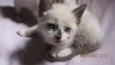 Gatinho