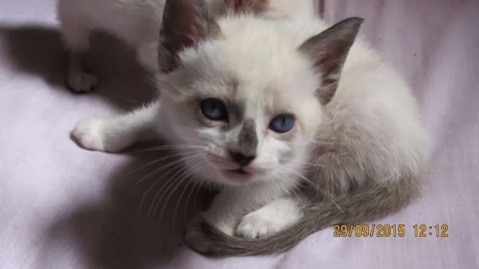 Gato ra a Sem raça definida idade Abaixo de 2 meses nome Gatinho