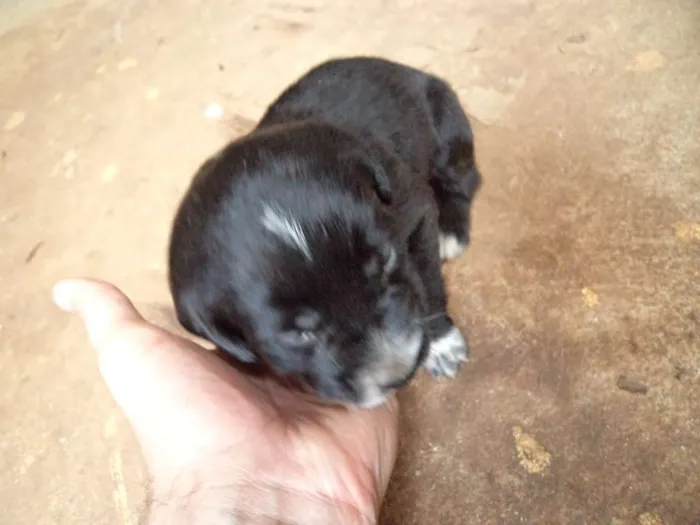 Cachorro ra a nao definida idade Abaixo de 2 meses nome filhotes