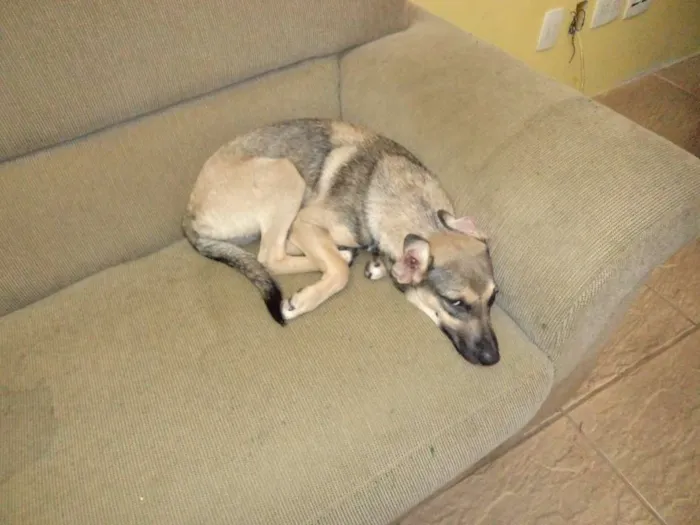 Cachorro ra a não definida idade 1 ano nome filhote