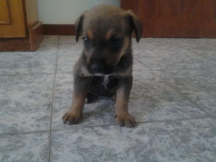 Cachorro ra a SRD idade Abaixo de 2 meses nome princesa