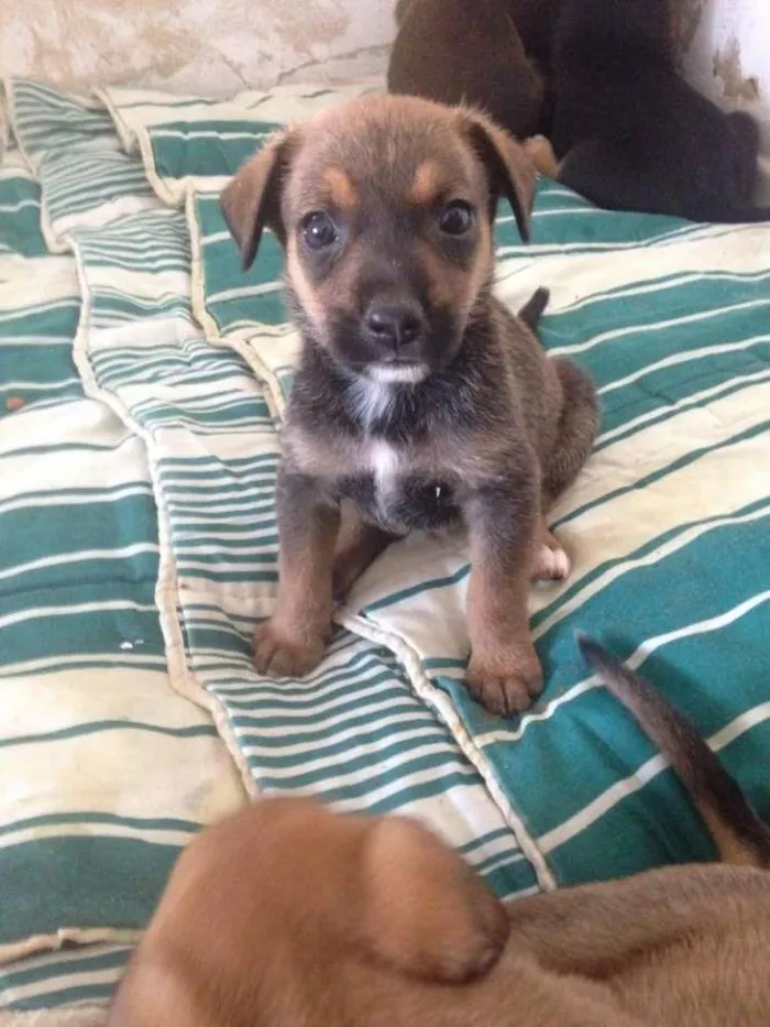 Cachorro ra a SRD idade Abaixo de 2 meses nome princesa