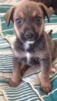 princesa