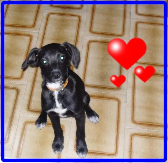 Cachorro ra a Labrador idade 2 a 6 meses nome Boris