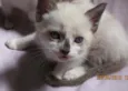 Gatinho