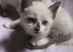 Gato raça Sem raça definida idade Abaixo de 2 meses nome Gatinho