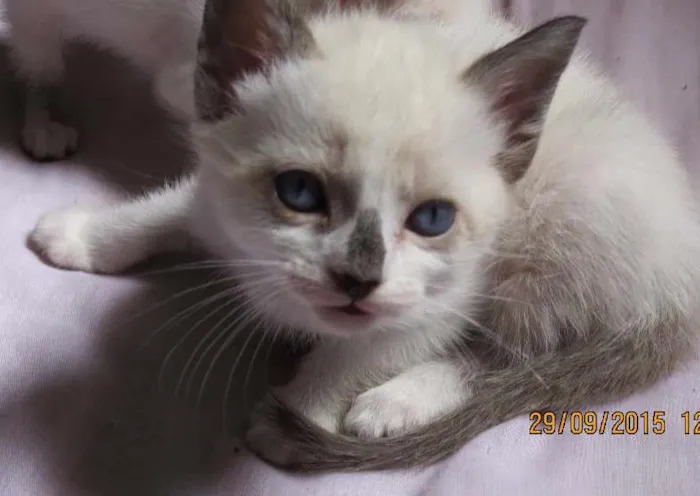 Gato ra a Sem raça definida idade Abaixo de 2 meses nome Gatinho