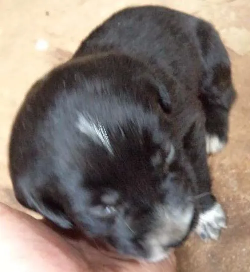 Cachorro ra a nao definida idade Abaixo de 2 meses nome filhotes