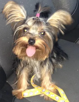 Cachorro raça Yorkshire  idade 7 a 11 meses nome Kiara