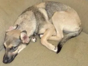 Cachorro raça não definida idade 1 ano nome filhote