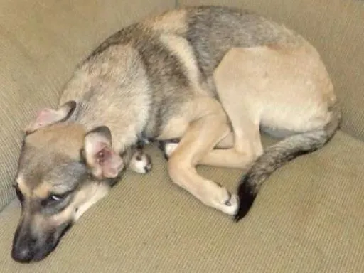 Cachorro ra a não definida idade 1 ano nome filhote