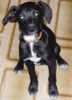 Cachorro raça Labrador idade 2 a 6 meses nome Boris
