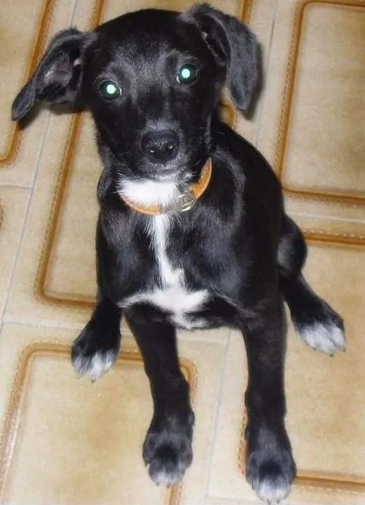 Cachorro ra a Labrador idade 2 a 6 meses nome Boris