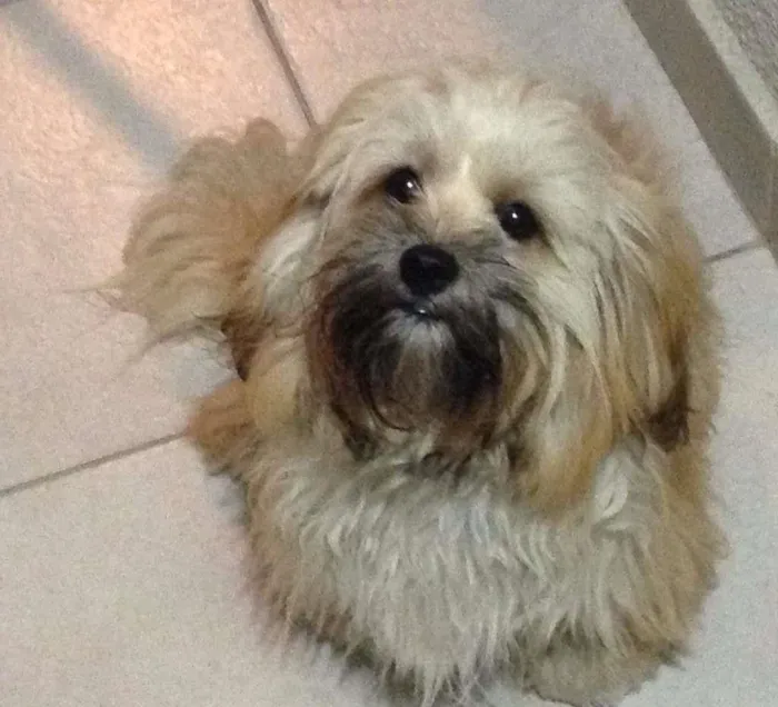 Cachorro ra a Lhasa Apso idade 7 a 11 meses nome Lucy