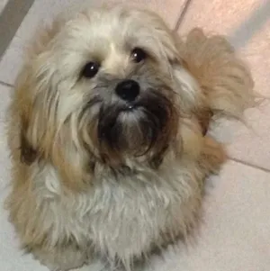 Cachorro raça Lhasa Apso idade 7 a 11 meses nome Lucy