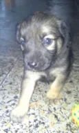Babi