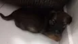 Babi