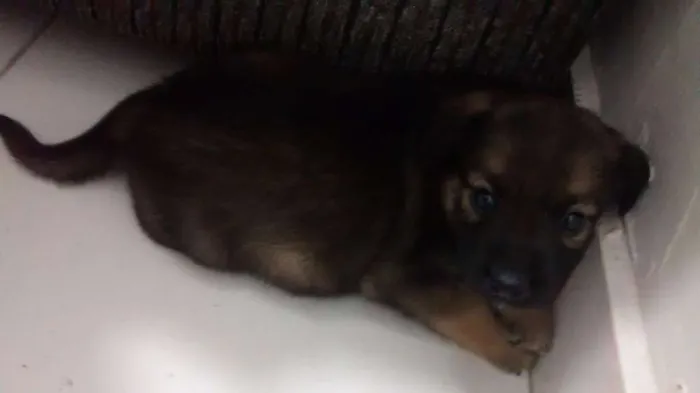 Cachorro raça SRD idade Abaixo de 2 meses nome Babi
