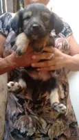 não tem