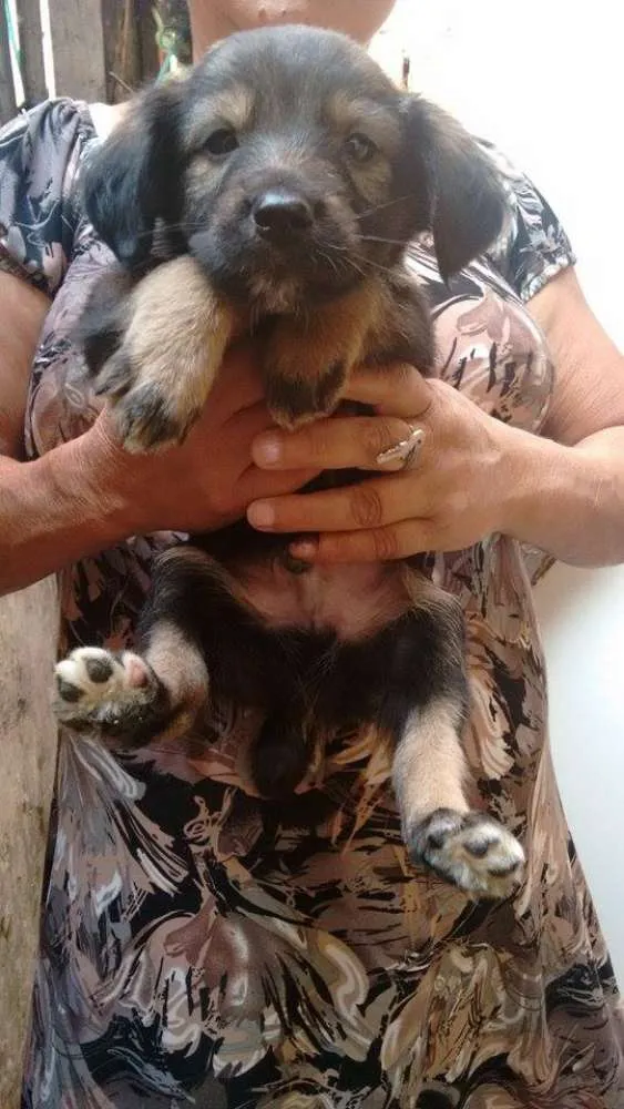 Cachorro ra a não tem idade Abaixo de 2 meses nome não tem