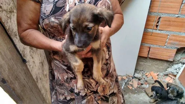 Cachorro ra a não tem idade Abaixo de 2 meses nome não tem