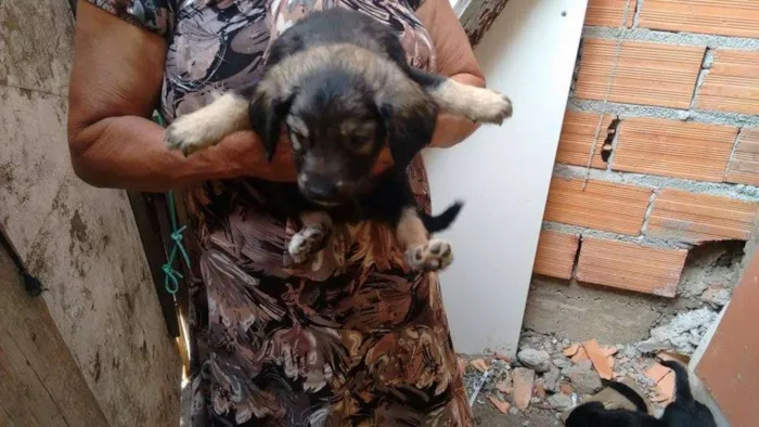 Cachorro ra a não tem idade Abaixo de 2 meses nome não tem