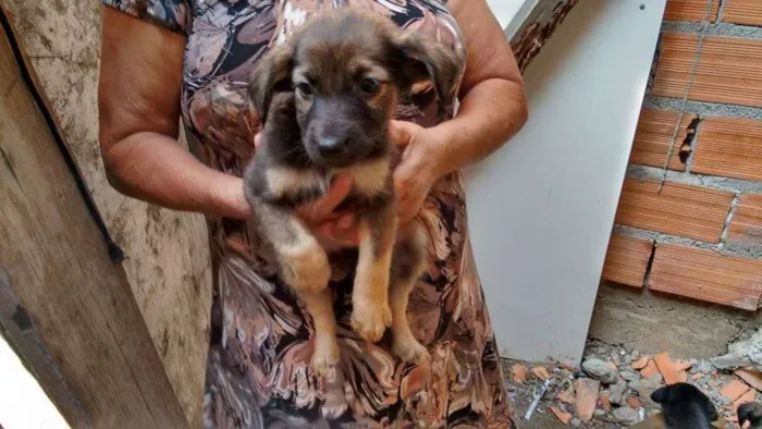 Cachorro ra a não tem idade Abaixo de 2 meses nome não tem