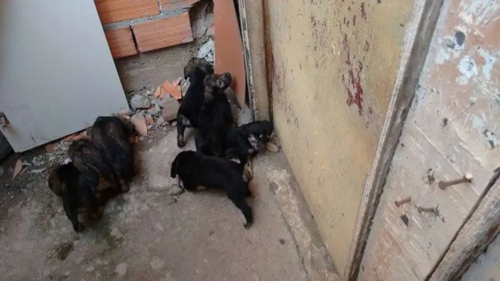 Cachorro ra a não tem idade Abaixo de 2 meses nome não tem