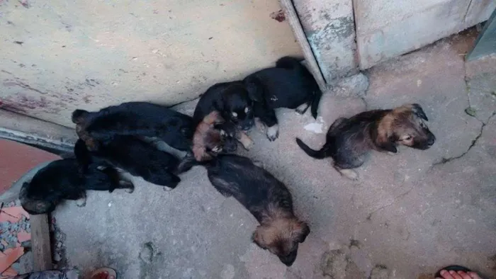 Cachorro ra a nao tem idade  nome nao tem