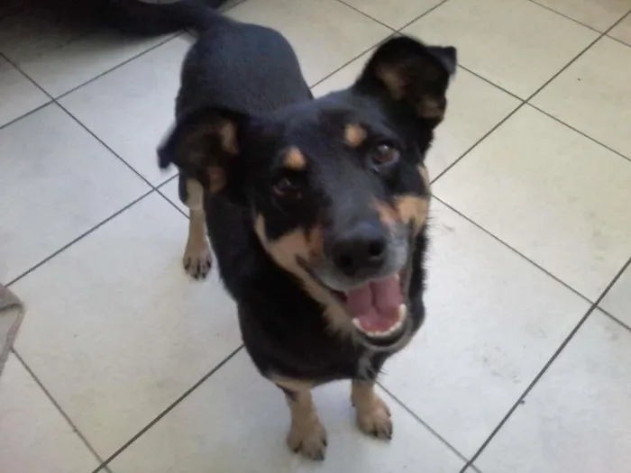 Cachorro ra a SRD idade 2 anos nome Booth