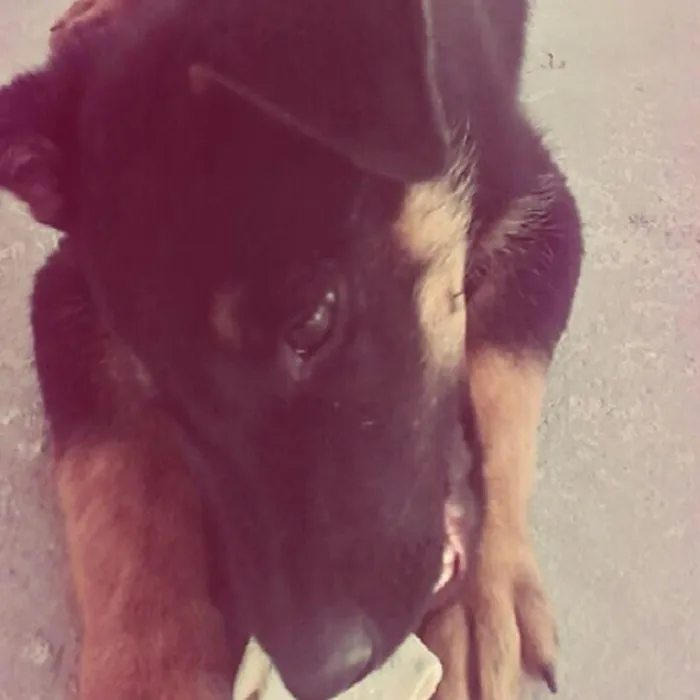 Cachorro ra a Vira-Lata idade 1 ano nome Jade