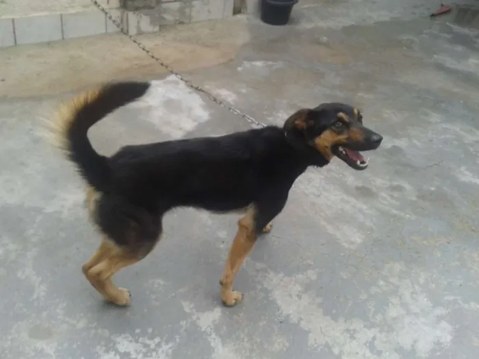 Cachorro ra a Vira-Lata idade 1 ano nome Jade