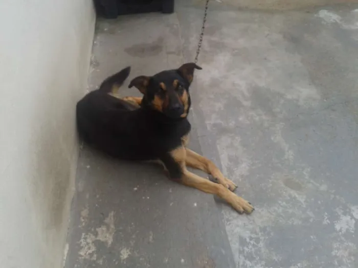 Cachorro ra a Vira-Lata idade 1 ano nome Jade
