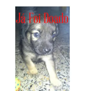 Cachorro raça Mistura de Pastor Alemão com SRD idade Abaixo de 2 meses nome Babi
