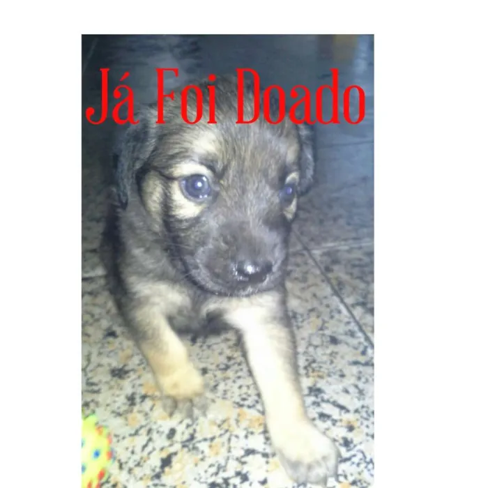 Cachorro ra a Mistura de Pastor Alemão com SRD idade Abaixo de 2 meses nome Babi