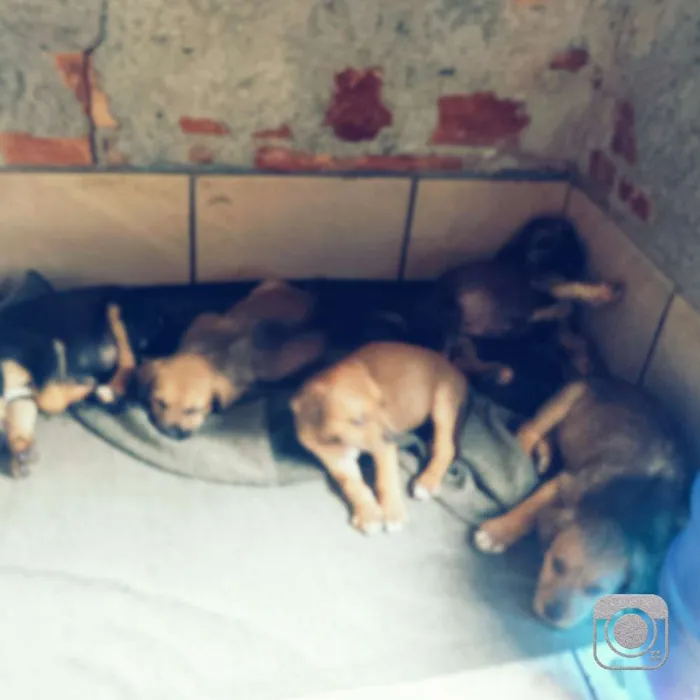 Cachorro ra a (Cachorro de rua) idade 2 a 6 meses nome Tem 4 fêmeas e 2 ma