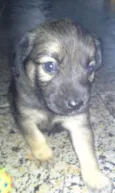 Babi