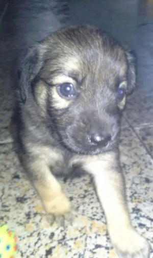 Cachorro raça SRD idade Abaixo de 2 meses nome Babi
