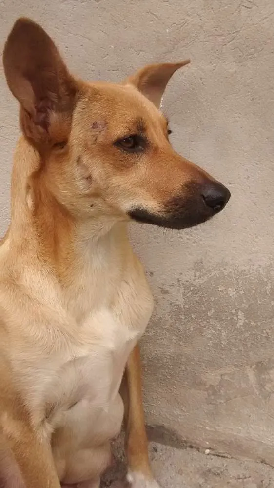 Cachorro ra a vira-lata mista com cocker idade 2 anos nome Nega