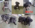 Filhotes cães