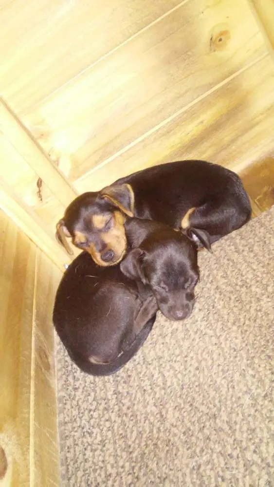 Cachorro ra a sem raça denifina  idade Abaixo de 2 meses nome sem nomes