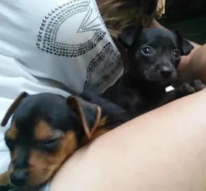 Cachorro raça sem raça denifina  idade Abaixo de 2 meses nome sem nomes