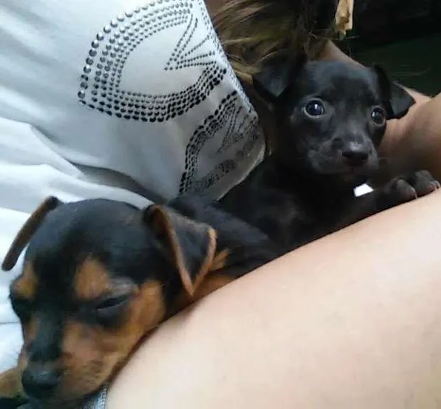 Cachorro ra a sem raça denifina  idade Abaixo de 2 meses nome sem nomes