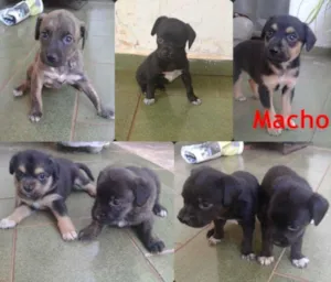 Cachorro raça sem raça definida idade Abaixo de 2 meses nome Filhotes cães